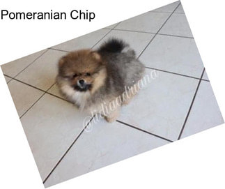 Pomeranian Chip