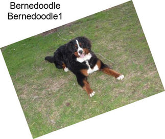 Bernedoodle Bernedoodle1