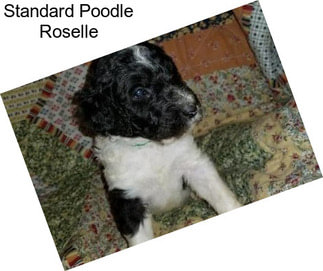 Standard Poodle Roselle