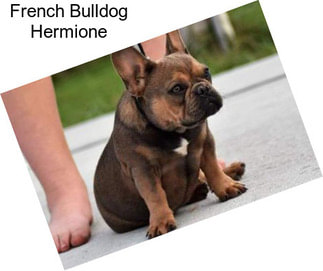 French Bulldog Hermione