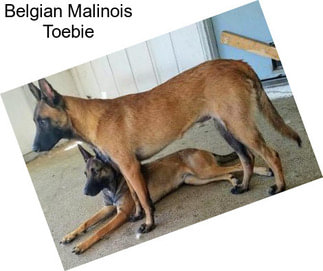 Belgian Malinois Toebie