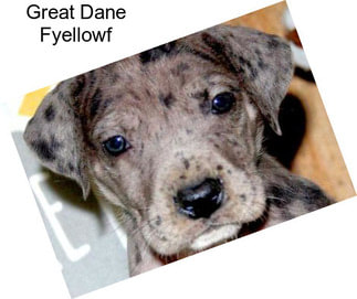 Great Dane Fyellowf