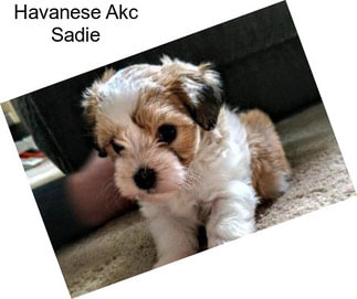 Havanese Akc Sadie