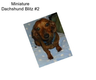 Miniature Dachshund Blitz #2