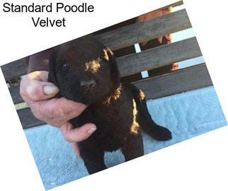 Standard Poodle Velvet