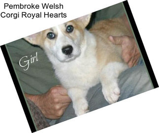 Pembroke Welsh Corgi Royal Hearts