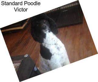 Standard Poodle Victor