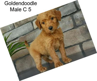 Goldendoodle Male C 5