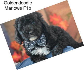 Goldendoodle Marlowe F1b