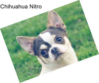 Chihuahua Nitro