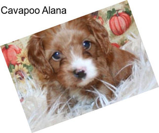 Cavapoo Alana