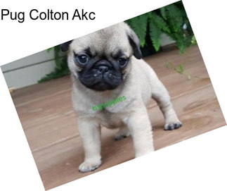 Pug Colton Akc