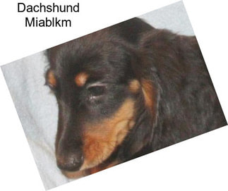 Dachshund Miablkm