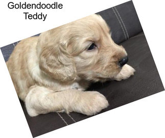 Goldendoodle Teddy