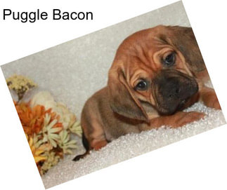 Puggle Bacon