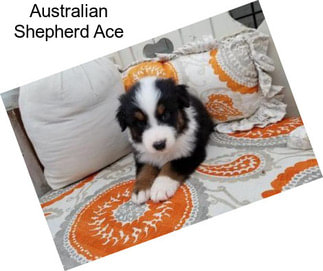 Australian Shepherd Ace