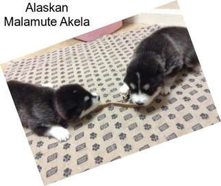 Alaskan Malamute Akela