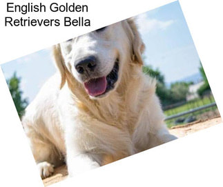 English Golden Retrievers Bella