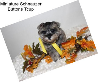 Miniature Schnauzer Buttons Tcup