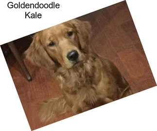 Goldendoodle Kale