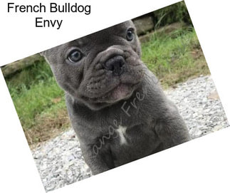 French Bulldog Envy
