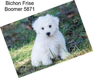 Bichon Frise Boomer 5871