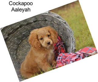 Cockapoo Aaleyah