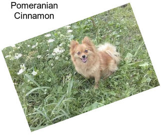 Pomeranian Cinnamon