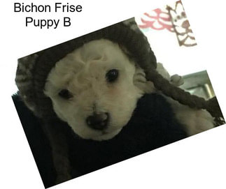 Bichon Frise Puppy B