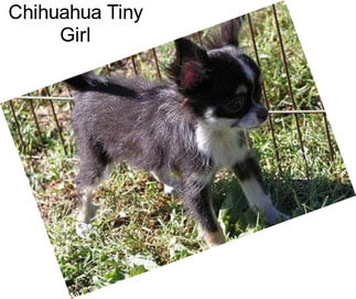 Chihuahua Tiny Girl