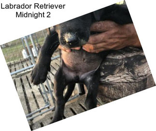 Labrador Retriever Midnight 2