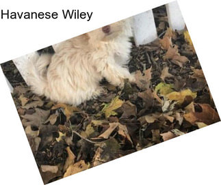 Havanese Wiley