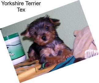 Yorkshire Terrier Tex