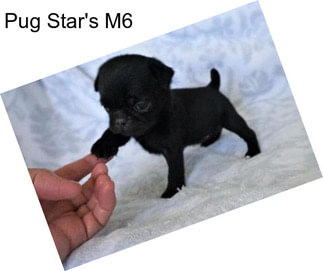 Pug Star\'s M6