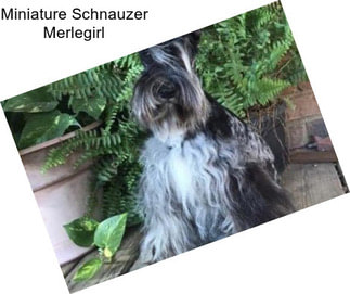 Miniature Schnauzer Merlegirl