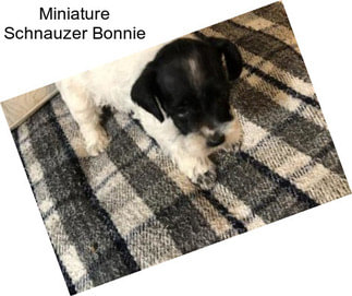 Miniature Schnauzer Bonnie