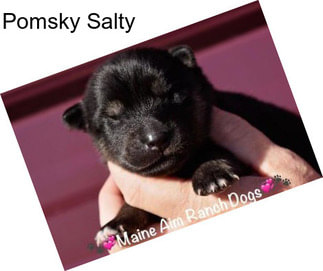 Pomsky Salty