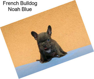 French Bulldog Noah Blue