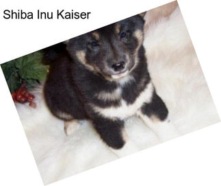 Shiba Inu Kaiser