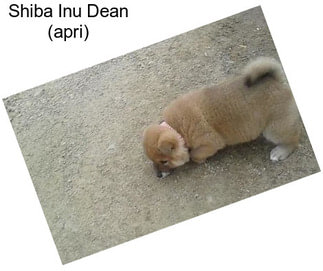 Shiba Inu Dean (apri)