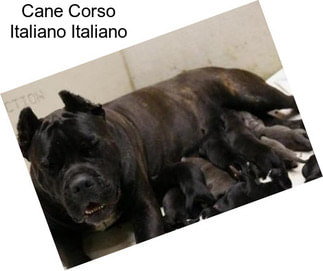 Cane Corso Italiano Italiano