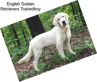 English Golden Retrievers Trainedboy