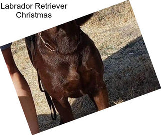 Labrador Retriever Christmas