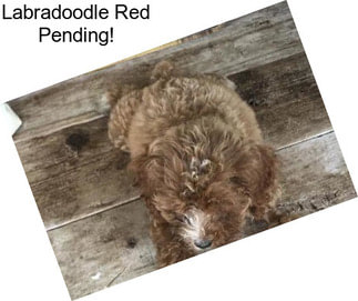 Labradoodle Red Pending!