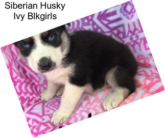 Siberian Husky Ivy Blkgirls