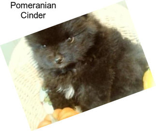 Pomeranian Cinder