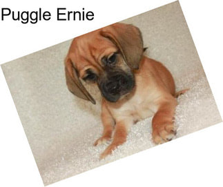 Puggle Ernie