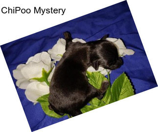 ChiPoo Mystery