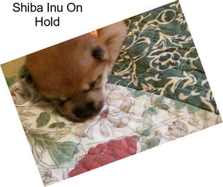 Shiba Inu On Hold