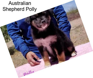 Australian Shepherd Polly